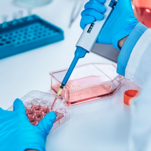 Desafios e soluções na pesquisa in vitro com cultivo celular de mamíferos